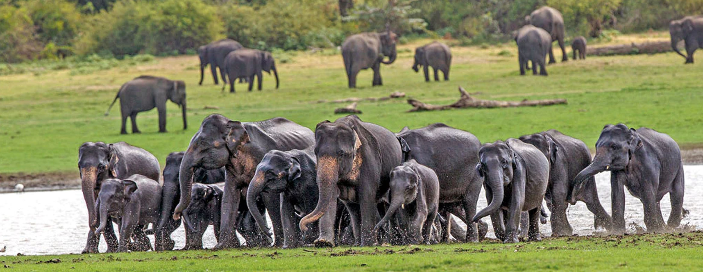 Udawalawe National Park Tour in Sri Lanka | Rock Lanka Tours
