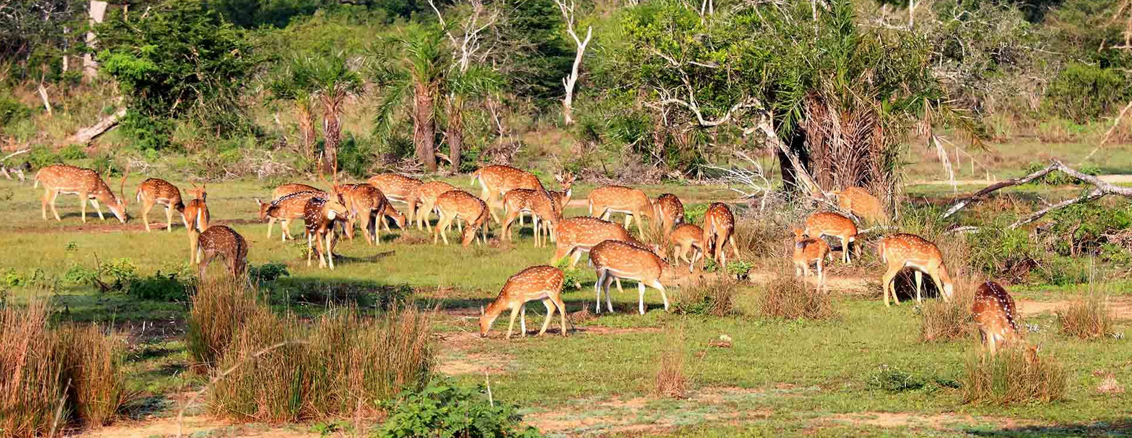 Wilpattu National Park Tour in Sri Lanka | Rock Lanka Tours