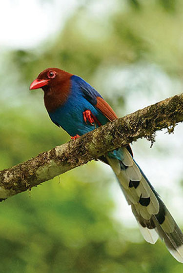 Wildlife & Bird Lover tours in sri lanka