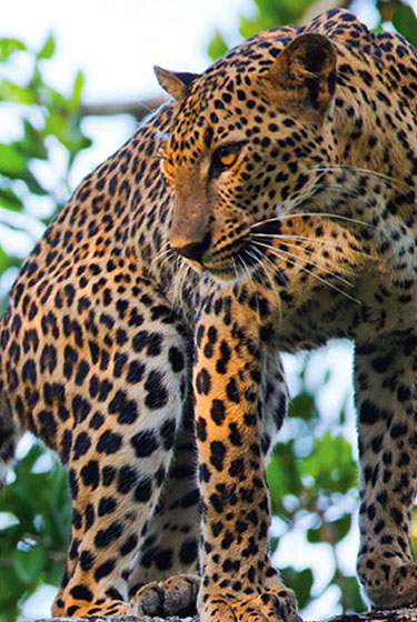 PHOTOGRAPHY TOUR packages IN SRI LANKA