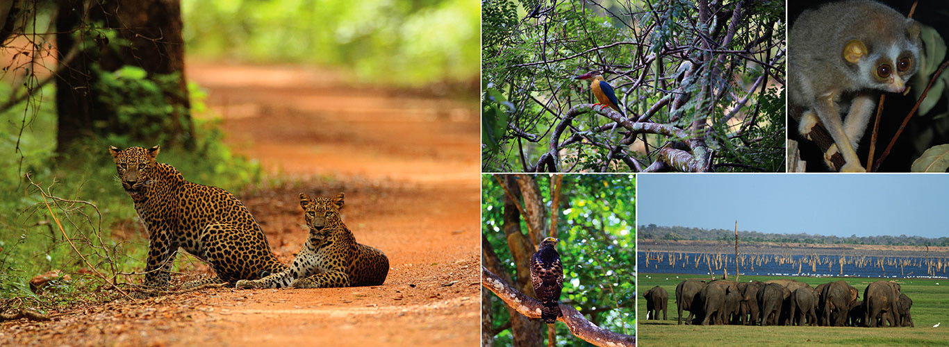 One Week Wildlife & Bird Watching tour in Sri Lanka - itinerary | Rock Lanka Tours