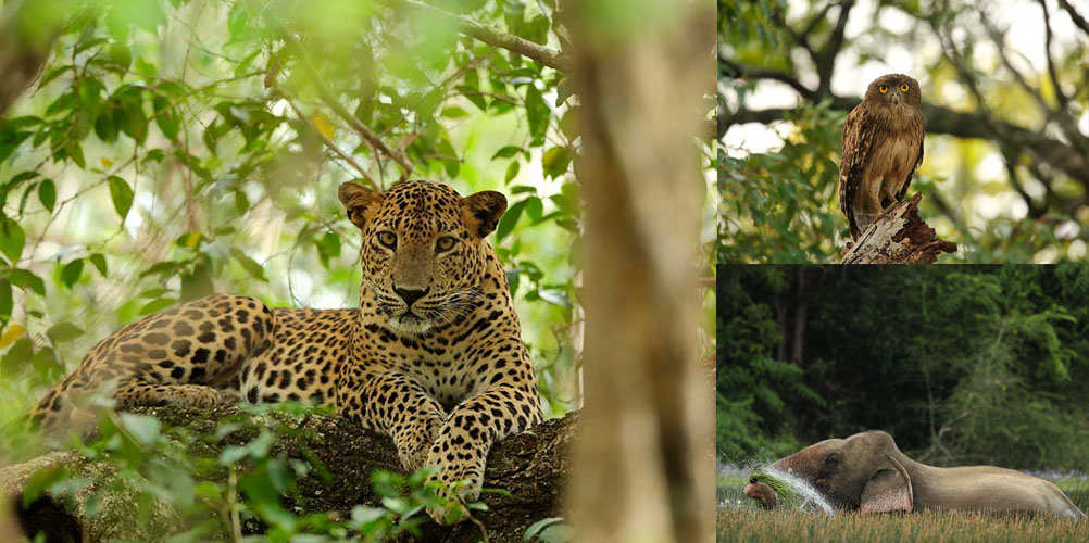 One Week Wildlife & Bird Watching tour in Sri Lanka - itinerary | Rock Lanka Tours