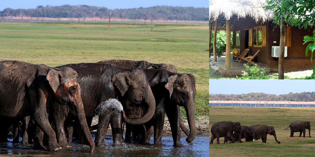 One Week Wildlife & Bird Watching tour in Sri Lanka - itinerary | Rock Lanka Tours